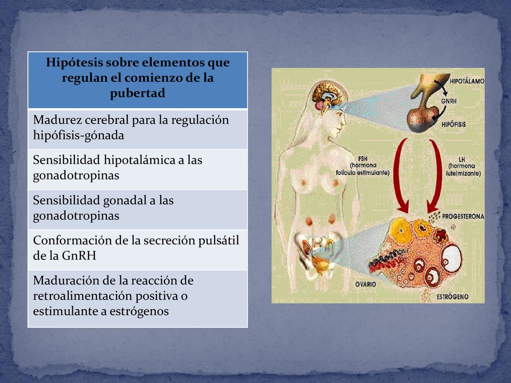 Hipótesis sobre elementos que regulan el comienzo de la pubertad