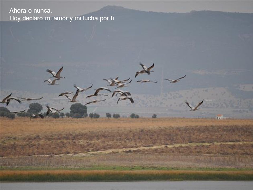 Ahora o nunca. Hoy declaro mi amor y mi lucha por ti