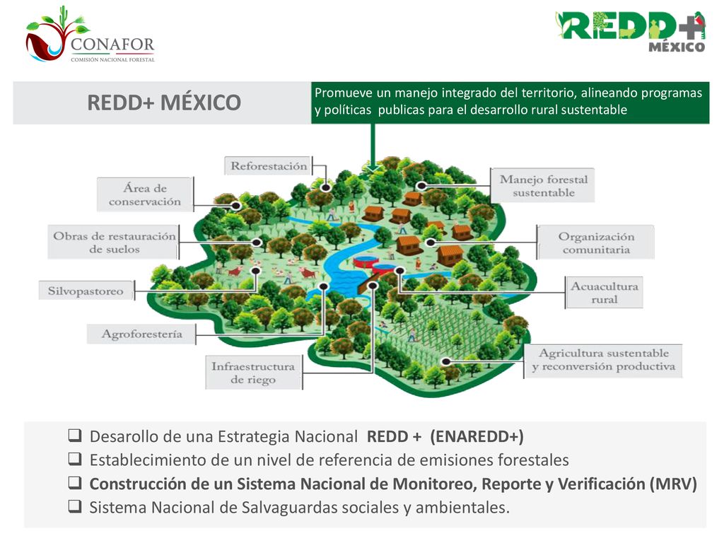 REDD+ MÉXICO Desarollo de una Estrategia Nacional REDD + (ENAREDD+)