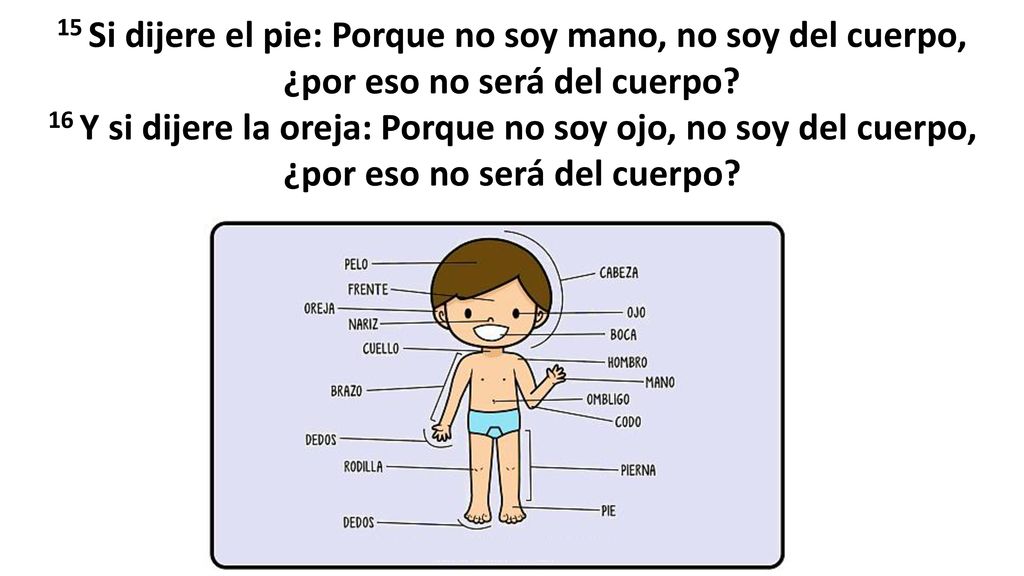 15 Si dijere el pie: Porque no soy mano, no soy del cuerpo, ¿por eso no será del cuerpo