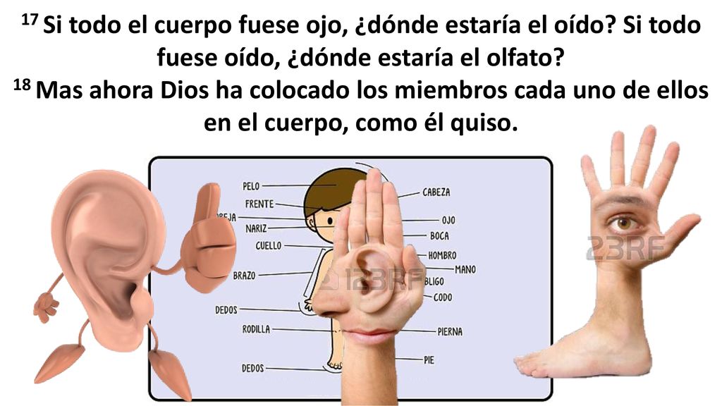 17 Si todo el cuerpo fuese ojo, ¿dónde estaría el oído