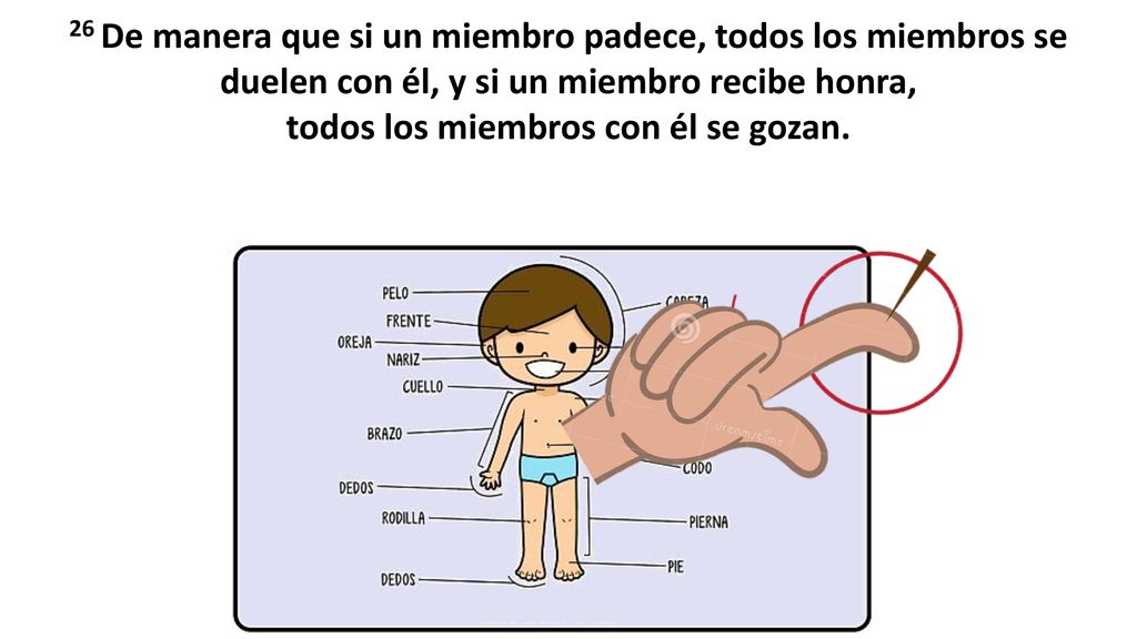 26 De manera que si un miembro padece, todos los miembros se duelen con él, y si un miembro recibe honra, todos los miembros con él se gozan.