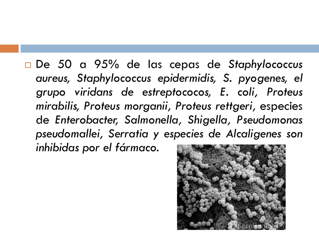 De 50 a 95% de las cepas de Staphylococcus aureus, Staphylococcus epidermidis, S.