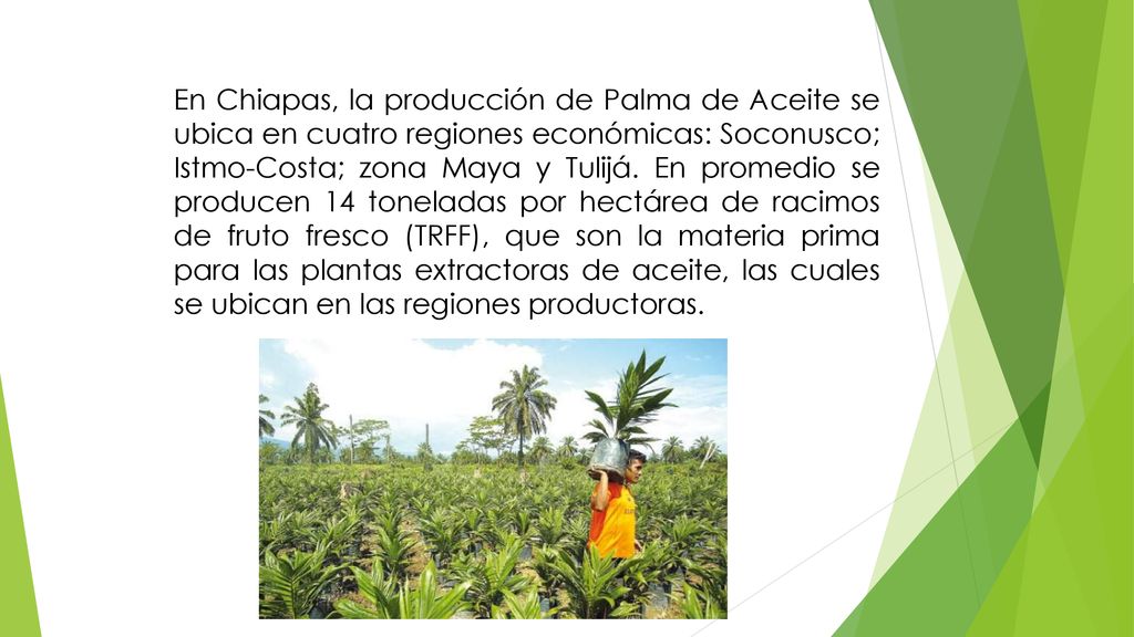 En Chiapas, la producción de Palma de Aceite se ubica en cuatro regiones económicas: Soconusco; Istmo-Costa; zona Maya y Tulijá.