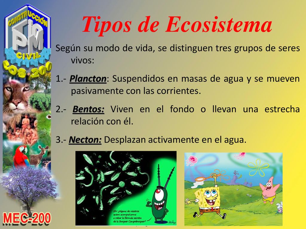 Tipos de Ecosistema Según su modo de vida, se distinguen tres grupos de seres vivos: