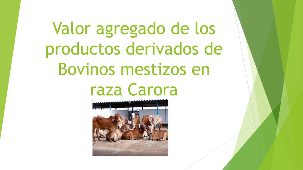 Valor agregado de los productos derivados de Bovinos mestizos en raza Carora