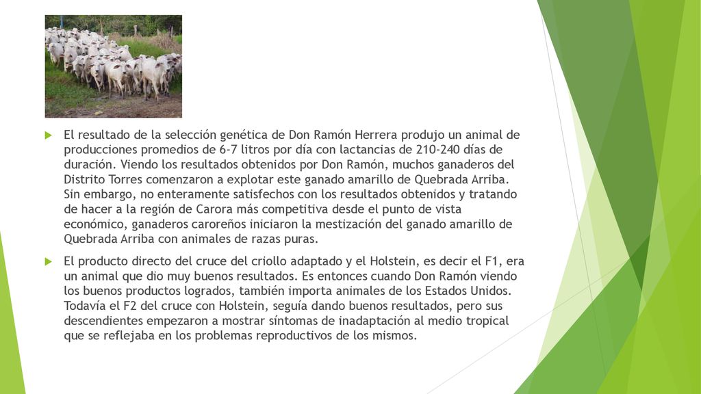 El resultado de la selección genética de Don Ramón Herrera produjo un animal de producciones promedios de 6-7 litros por día con lactancias de días de duración. Viendo los resultados obtenidos por Don Ramón, muchos ganaderos del Distrito Torres comenzaron a explotar este ganado amarillo de Quebrada Arriba. Sin embargo, no enteramente satisfechos con los resultados obtenidos y tratando de hacer a la región de Carora más competitiva desde el punto de vista económico, ganaderos caroreños iniciaron la mestización del ganado amarillo de Quebrada Arriba con animales de razas puras.
