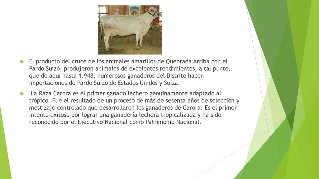 El producto del cruce de los animales amarillos de Quebrada Arriba con el Pardo Suizo, produjeron animales de excelentes rendimientos, a tal punto, que de aquí hasta 1.948, numerosos ganaderos del Distrito hacen importaciones de Pardo Suizo de Estados Unidos y Suiza.