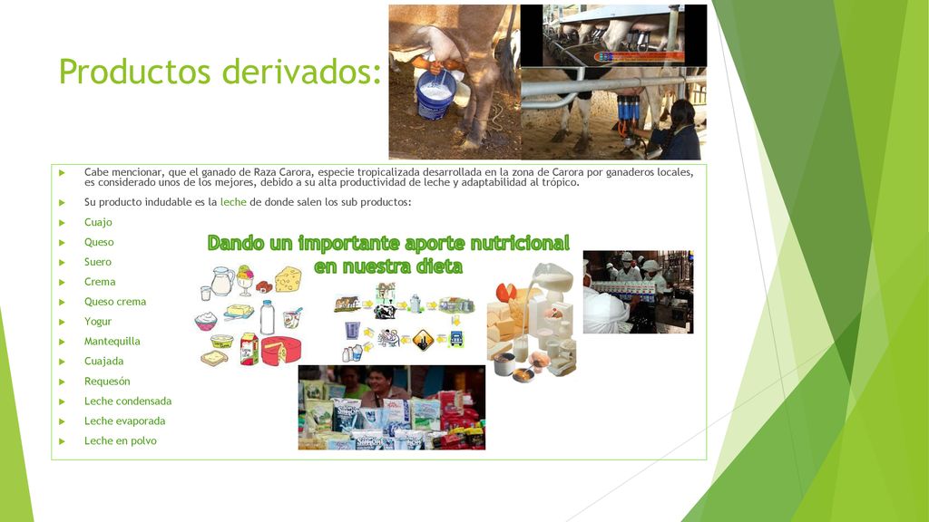 Dando un importante aporte nutricional en nuestra dieta