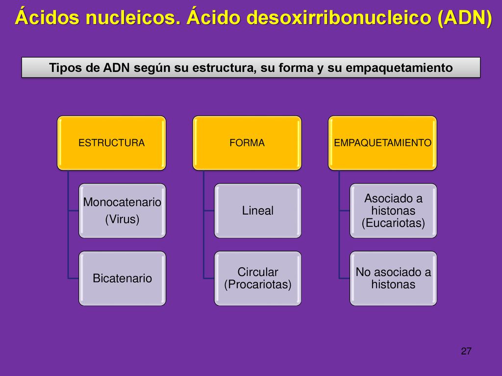 Tipos de ADN según su estructura, su forma y su empaquetamiento