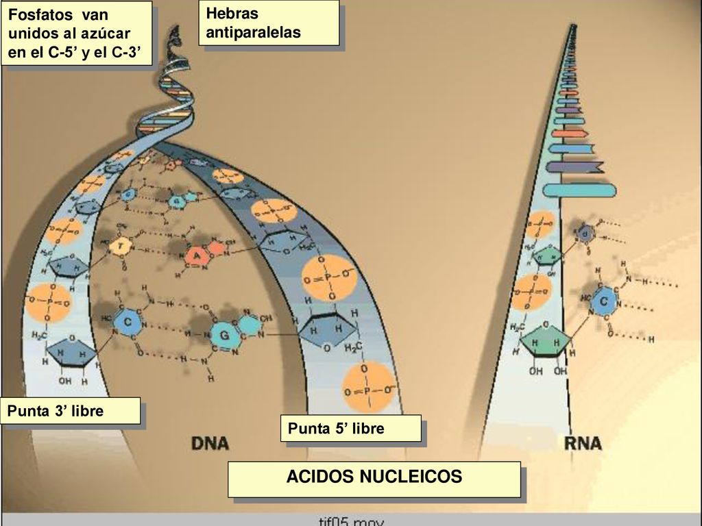 ACIDOS NUCLEICOS Fosfatos van unidos al azúcar en el C-5’ y el C-3’