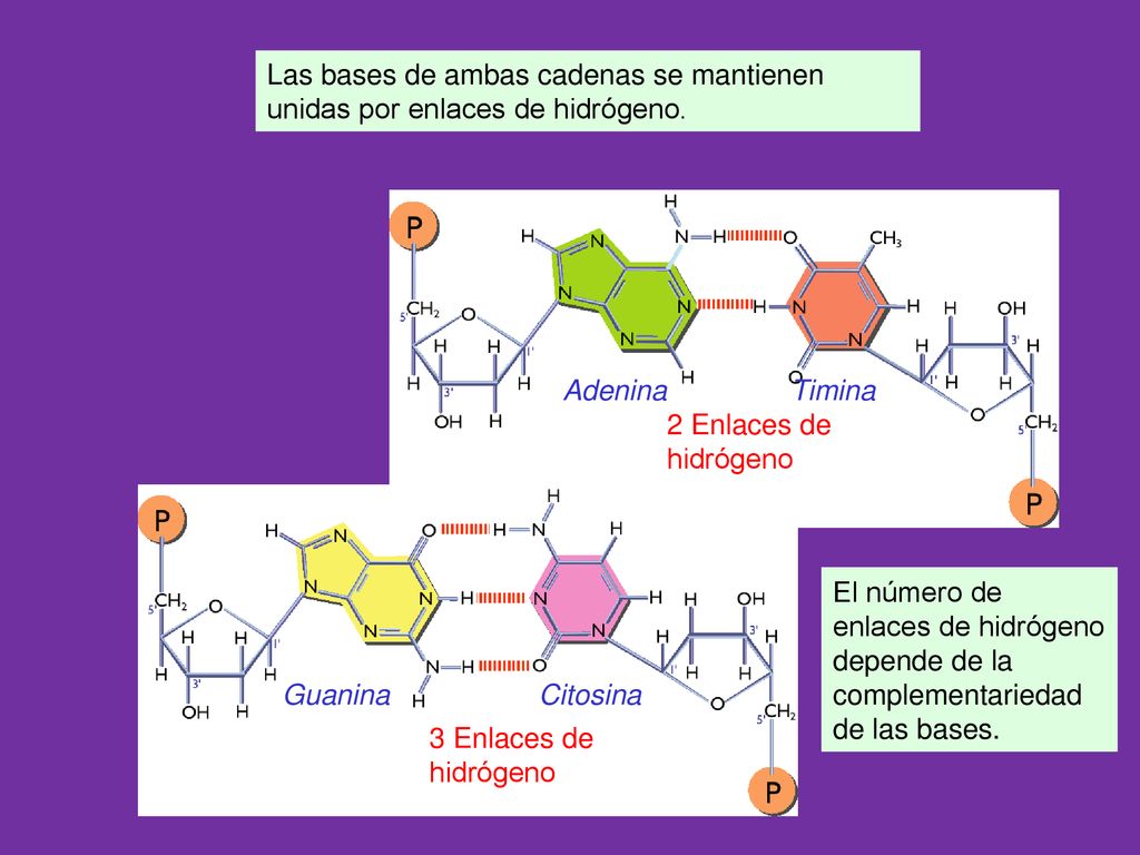 Las bases de ambas cadenas se mantienen unidas por enlaces de hidrógeno.
