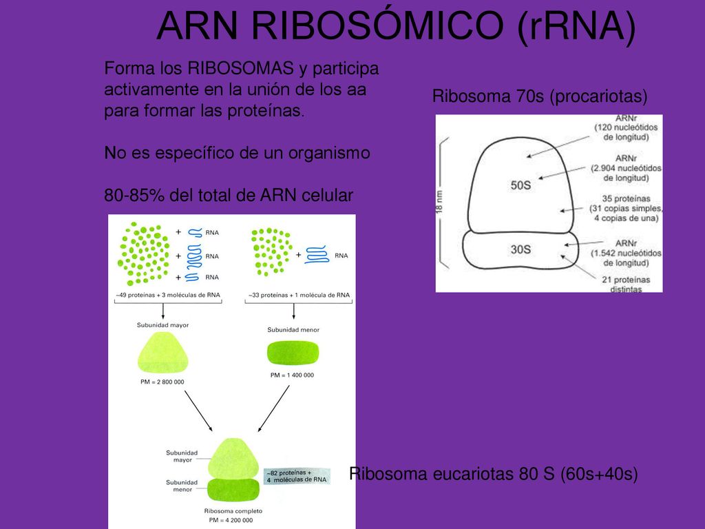 ARN RIBOSÓMICO (rRNA) Forma los RIBOSOMAS y participa activamente en la unión de los aa para formar las proteínas.