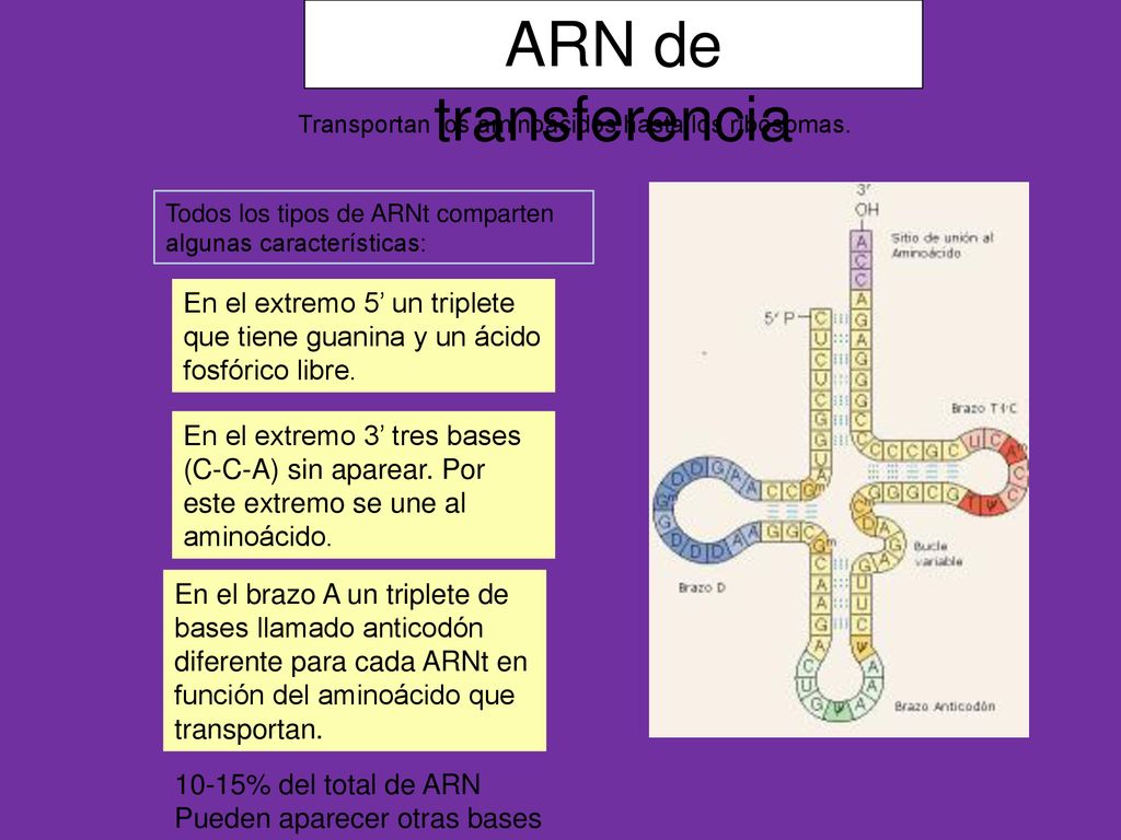 ARN de transferencia Transportan los aminoácidos hasta los ribosomas. Todos los tipos de ARNt comparten algunas características: