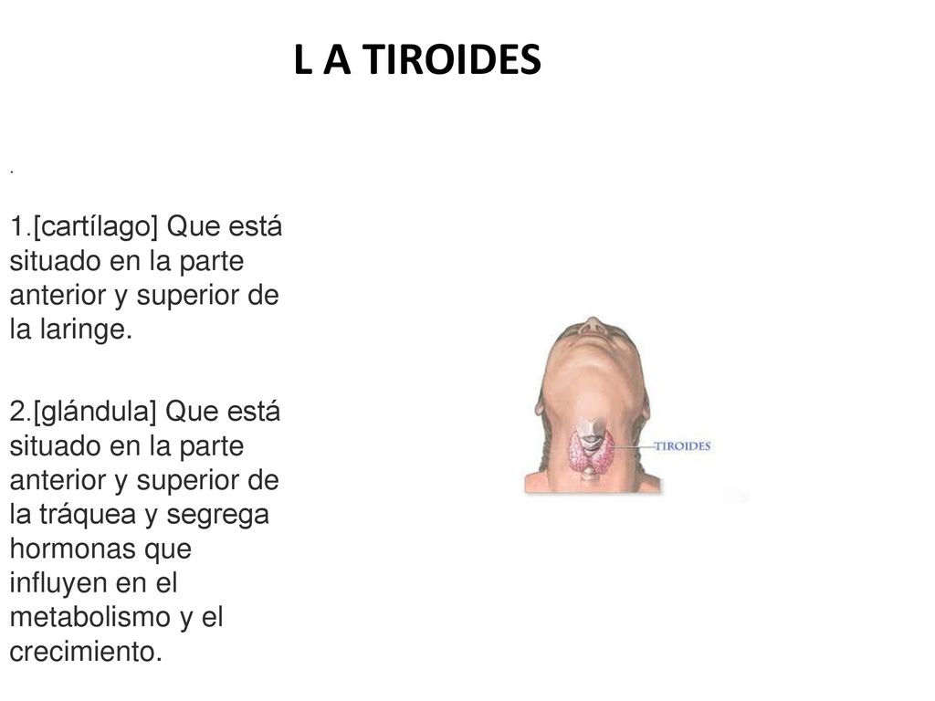 L A TIROIDES . 1.[cartílago] Que está situado en la parte anterior y superior de la laringe.