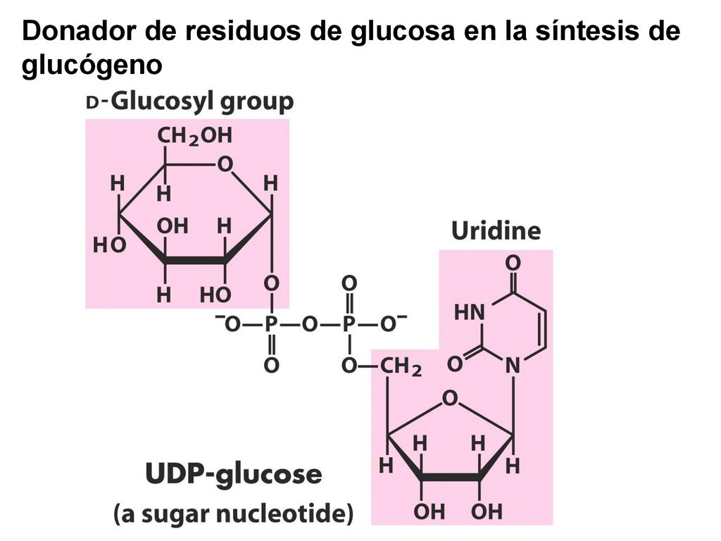 Donador de residuos de glucosa en la síntesis de glucógeno