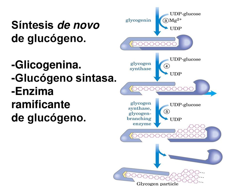Síntesis de novo de glucógeno. -Glicogenina. -Glucógeno sintasa. -Enzima ramificante
