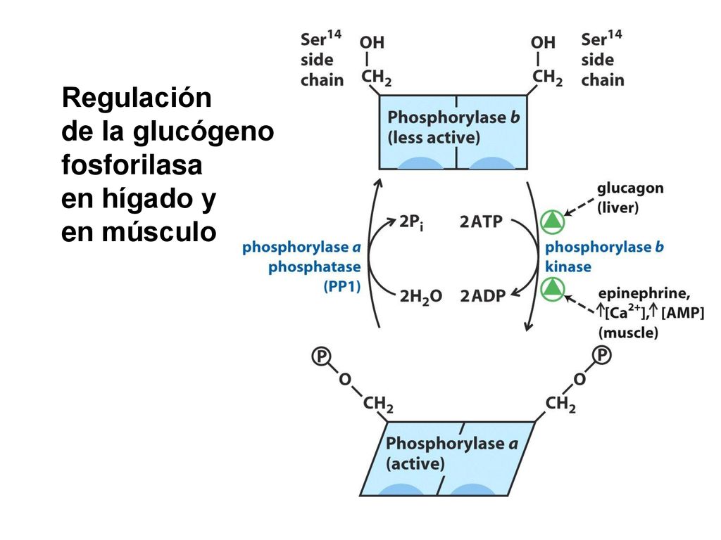 Regulación de la glucógeno fosforilasa en hígado y en músculo