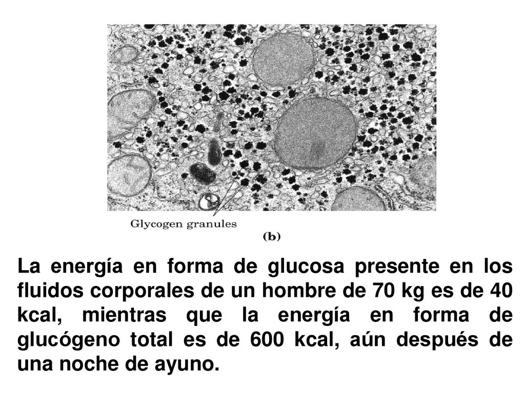 La energía en forma de glucosa presente en los fluidos corporales de un hombre de 70 kg es de 40 kcal, mientras que la energía en forma de glucógeno total es de 600 kcal, aún después de una noche de ayuno.