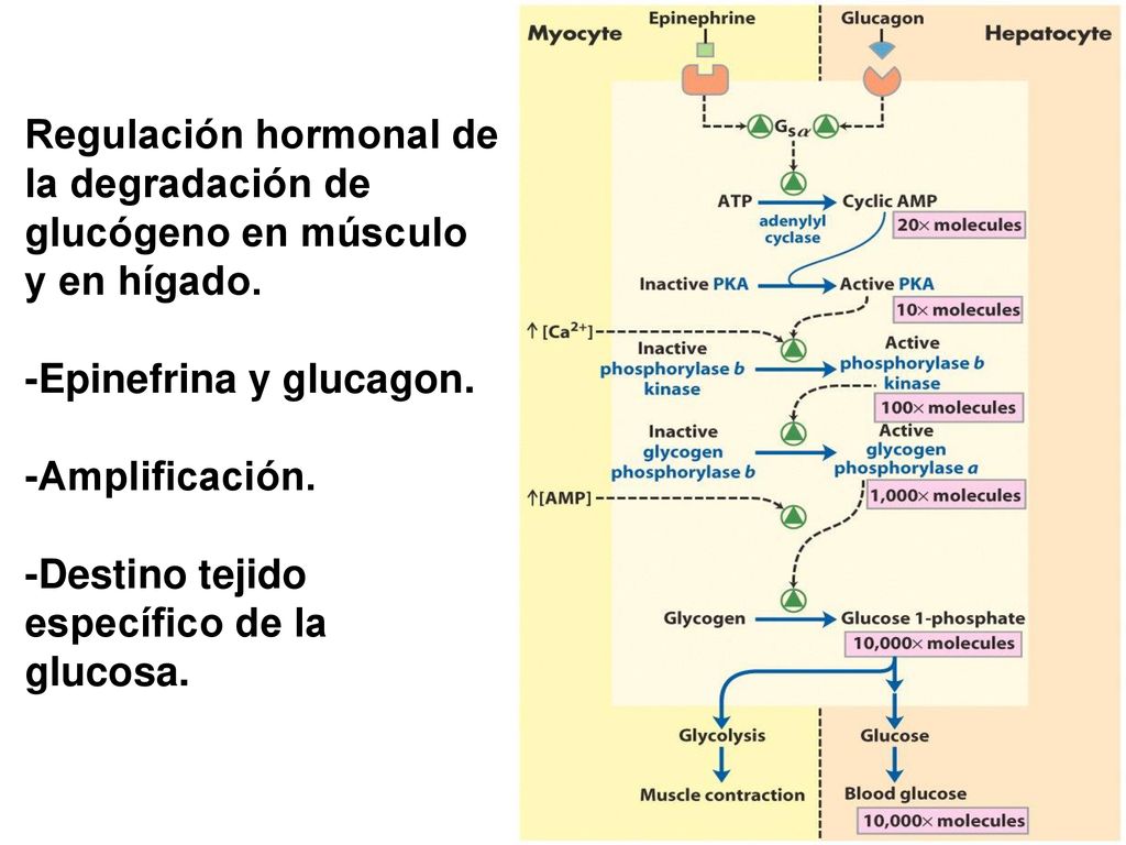 Regulación hormonal de la degradación de glucógeno en músculo y en hígado.