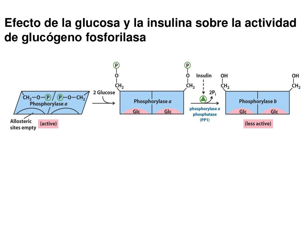 Efecto de la glucosa y la insulina sobre la actividad