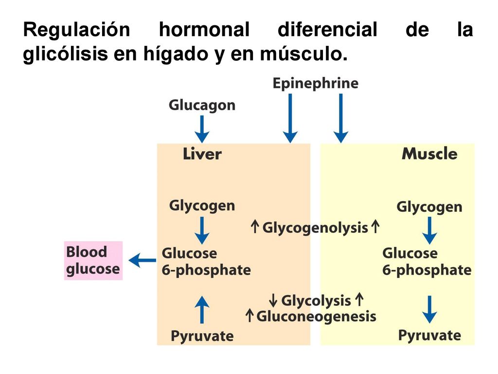 Regulación hormonal diferencial de la glicólisis en hígado y en músculo.