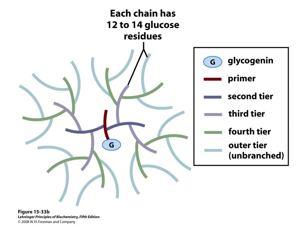 FIGURE 15-33b Glycogenin and the structure of the glycogen particle