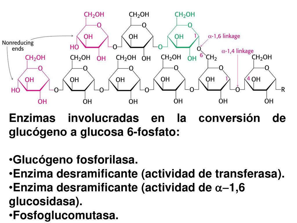Enzimas involucradas en la conversión de glucógeno a glucosa 6-fosfato: