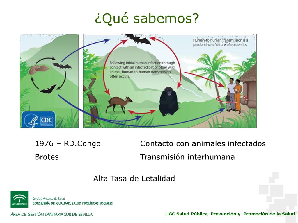 ¿Qué sabemos 1976 – RD.Congo Brotes Contacto con animales infectados