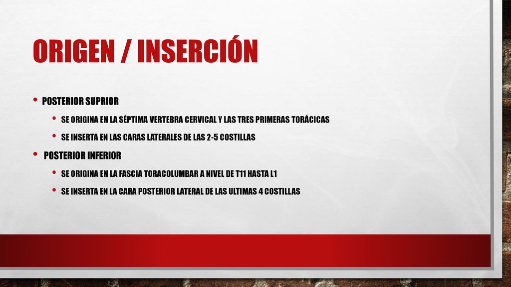 Origen / inserción Posterior suprior Posterior inferior
