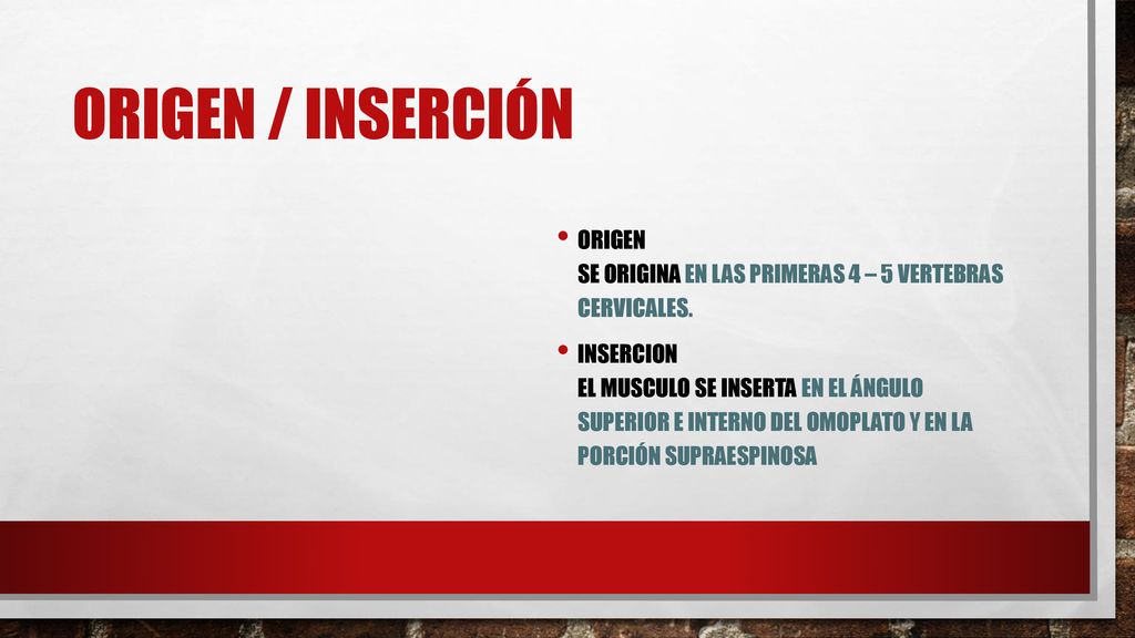 Origen / inserción Origen Se origina en las primeras 4 – 5 vertebras cervicales.
