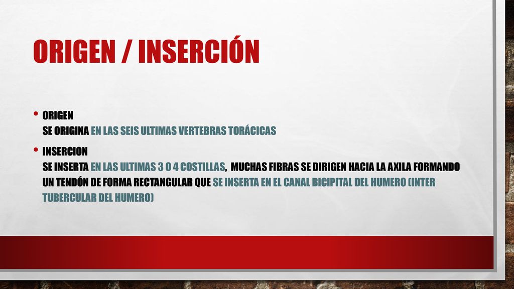 Origen / inserción Origen Se origina en las seis ultimas vertebras torácicas.