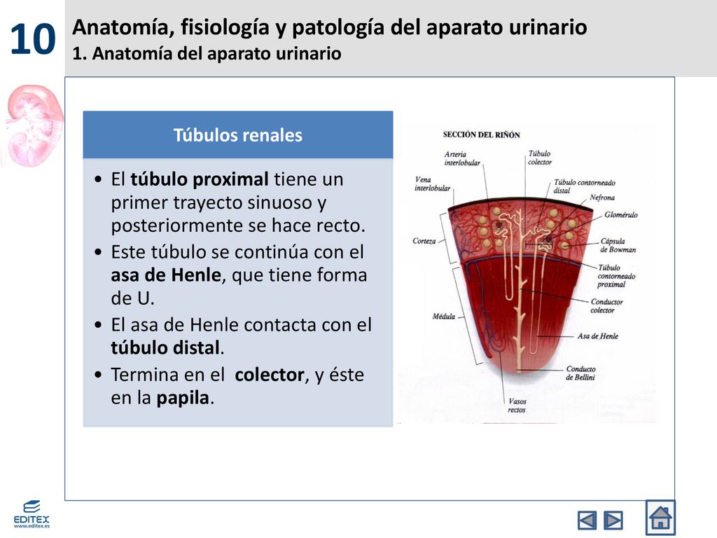10 Anatomía, fisiología y patología del aparato urinario 1. Anatomía del aparato urinario. Túbulos renales.