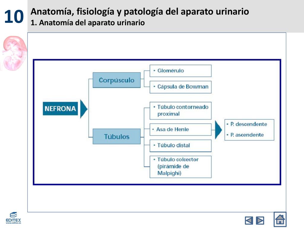 10 Anatomía, fisiología y patología del aparato urinario 1. Anatomía del aparato urinario