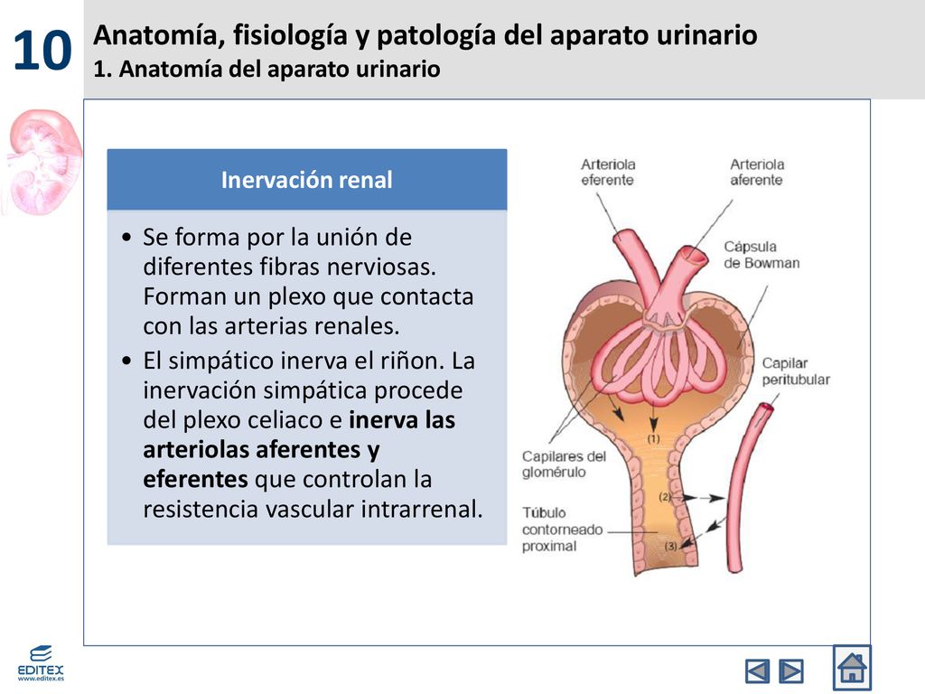 10 Anatomía, fisiología y patología del aparato urinario 1. Anatomía del aparato urinario. Inervación renal.