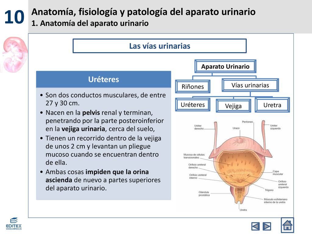 10 Anatomía, fisiología y patología del aparato urinario 1. Anatomía del aparato urinario. Las vías urinarias.