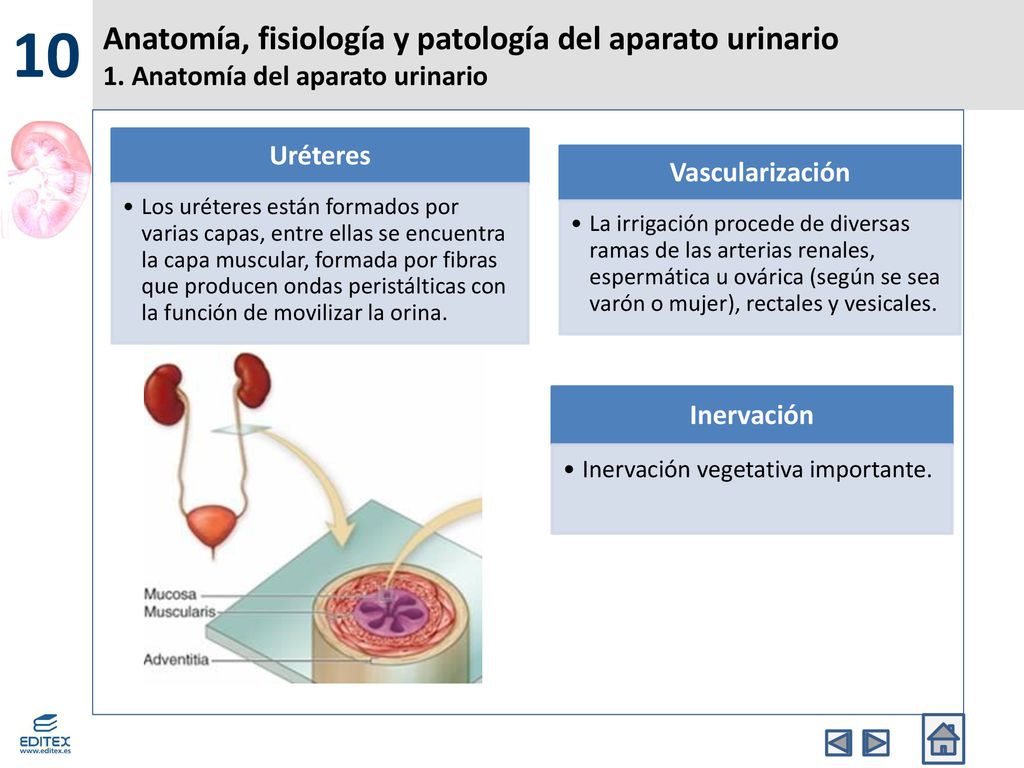 10 Anatomía, fisiología y patología del aparato urinario 1. Anatomía del aparato urinario. Uréteres.
