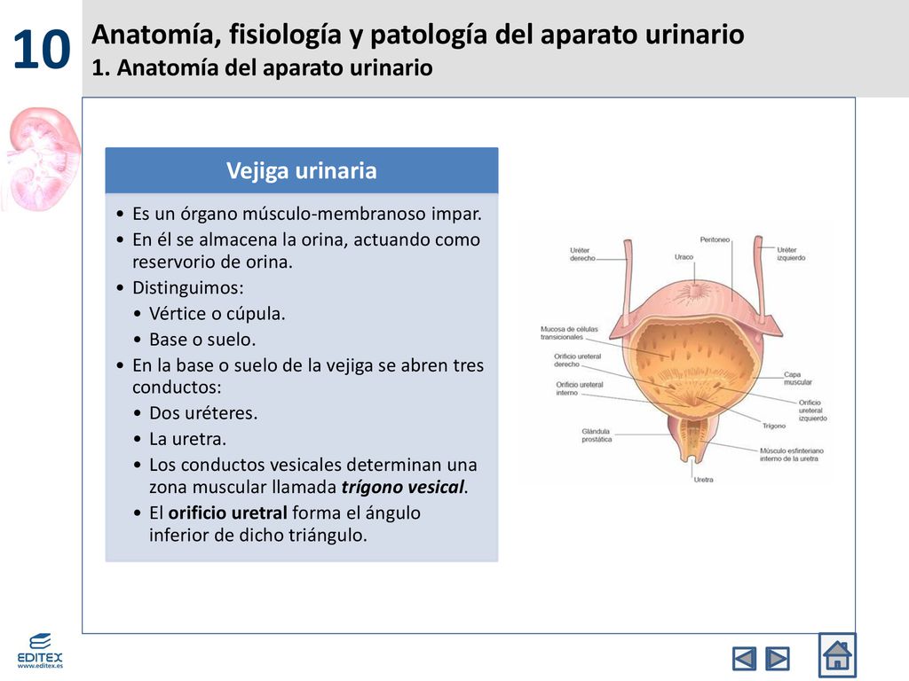 10 Anatomía, fisiología y patología del aparato urinario 1. Anatomía del aparato urinario. Vejiga urinaria.