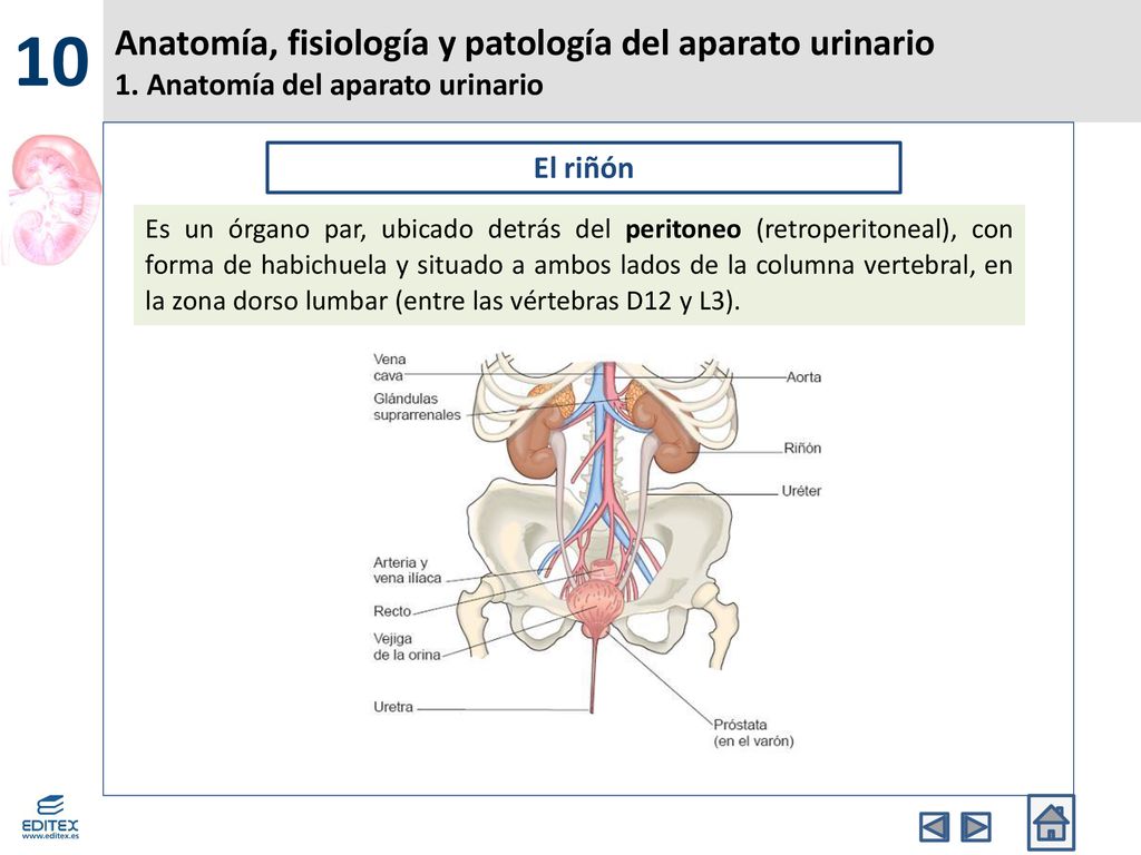 10 Anatomía, fisiología y patología del aparato urinario 1. Anatomía del aparato urinario. El riñón.