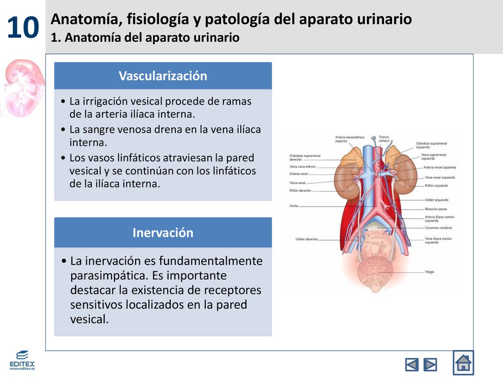 10 Anatomía, fisiología y patología del aparato urinario 1. Anatomía del aparato urinario. Vascularización.