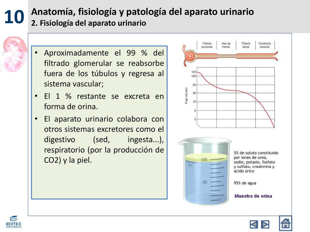 10 Anatomía, fisiología y patología del aparato urinario 2. Fisiología del aparato urinario.