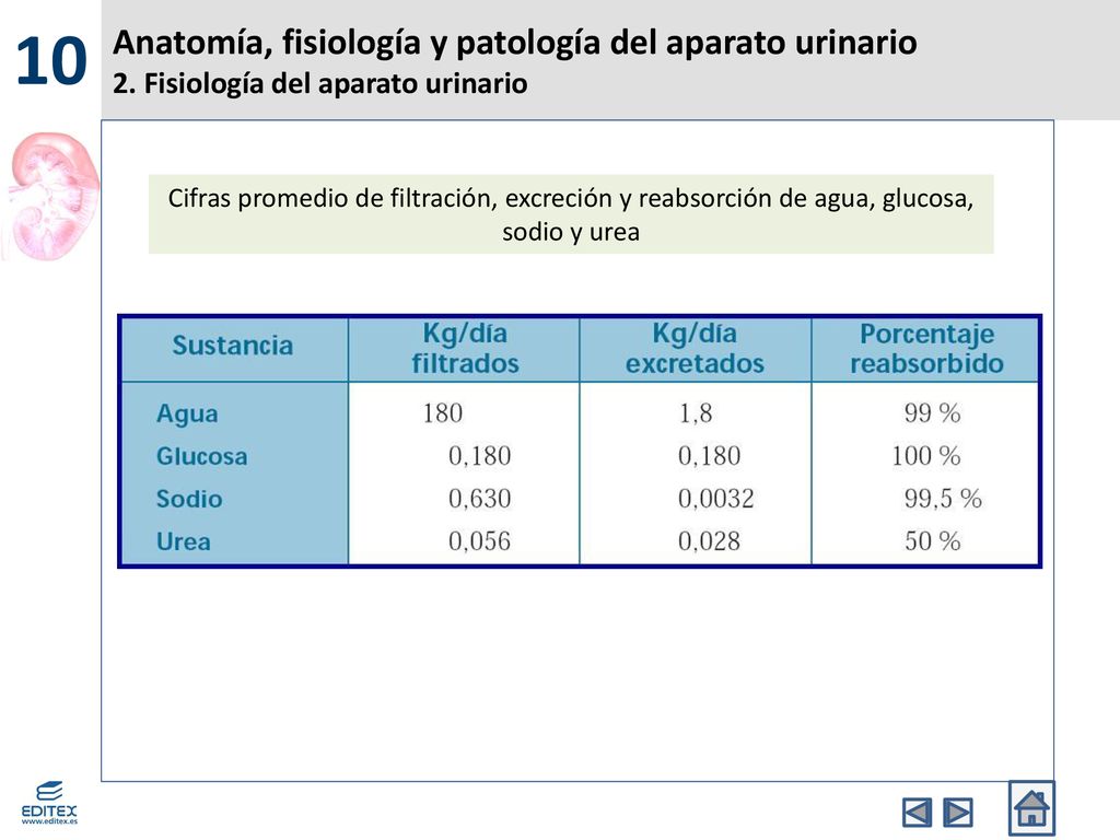 10 Anatomía, fisiología y patología del aparato urinario 2. Fisiología del aparato urinario.
