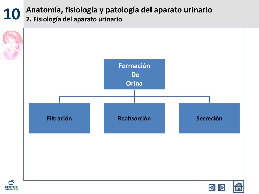 10 Anatomía, fisiología y patología del aparato urinario 2. Fisiología del aparato urinario. Formación.