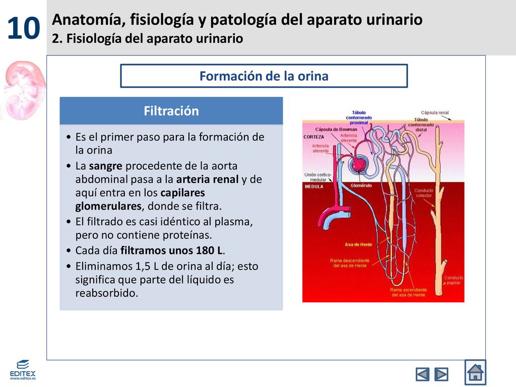 10 Anatomía, fisiología y patología del aparato urinario 2. Fisiología del aparato urinario. Formación de la orina.