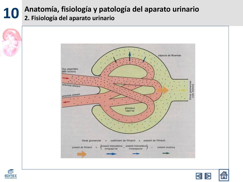 10 Anatomía, fisiología y patología del aparato urinario 2. Fisiología del aparato urinario