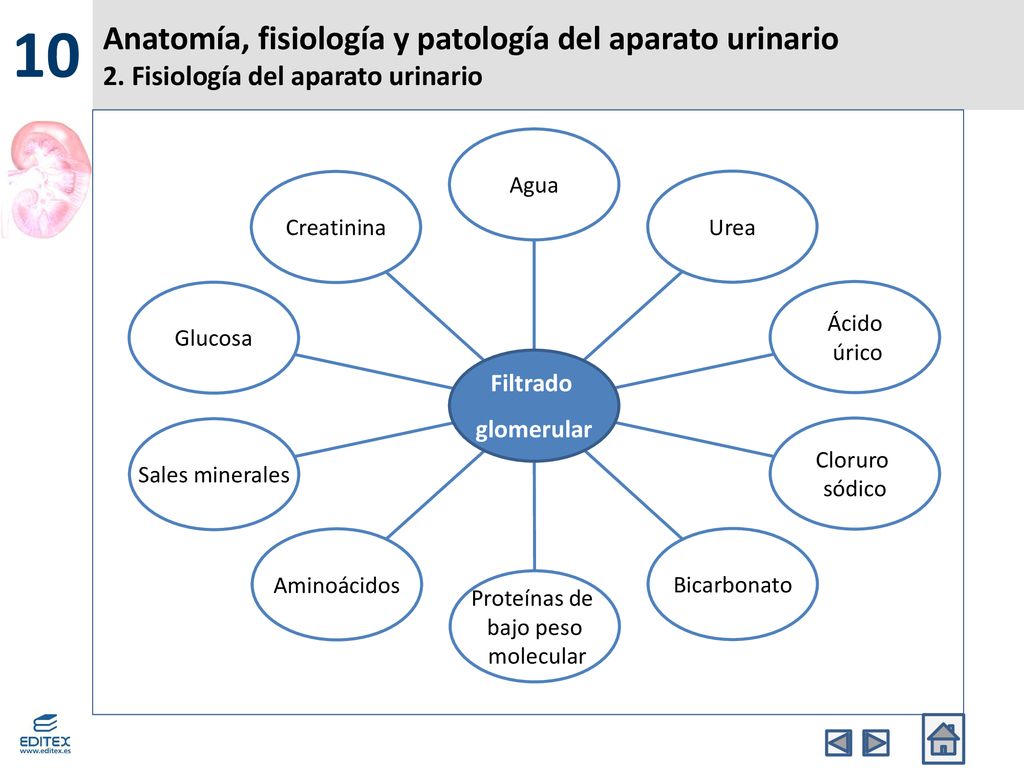 10 Anatomía, fisiología y patología del aparato urinario 2. Fisiología del aparato urinario. Creatinina.