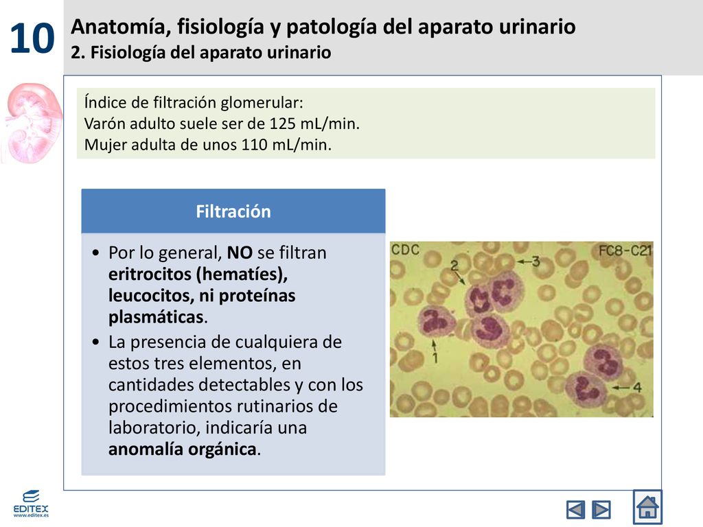 10 Anatomía, fisiología y patología del aparato urinario 2. Fisiología del aparato urinario. Índice de filtración glomerular: