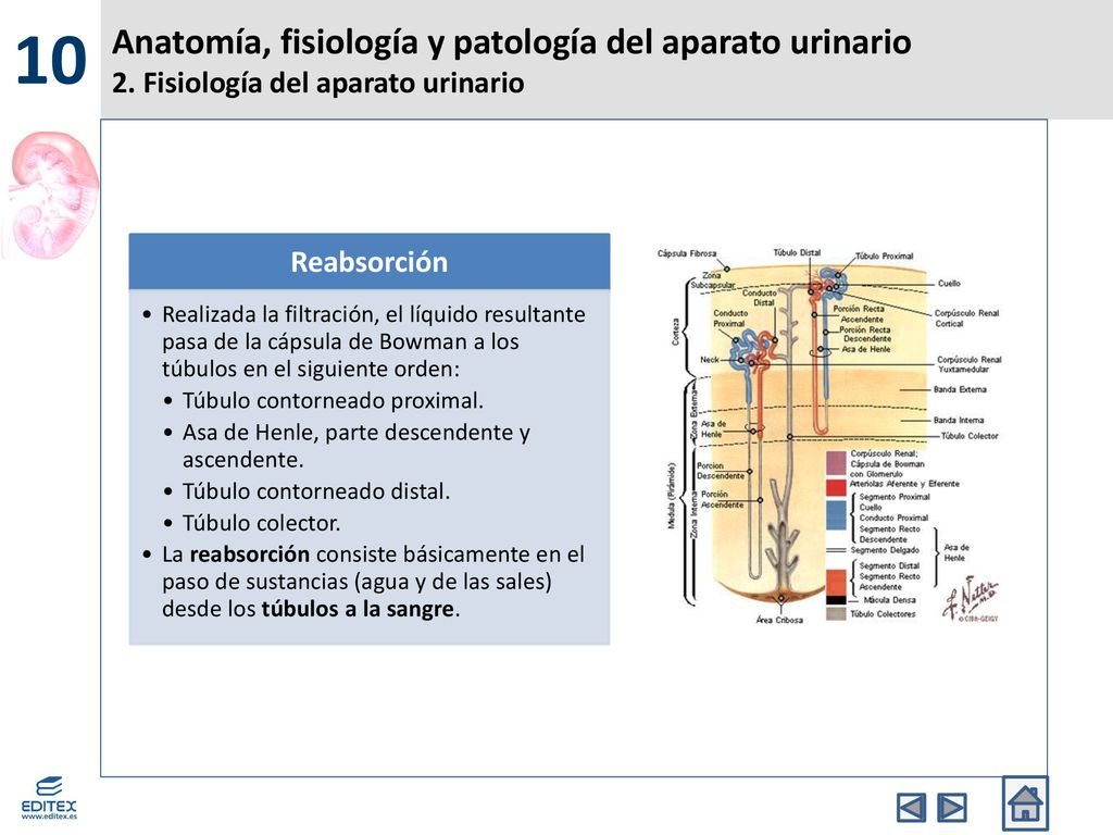 10 Anatomía, fisiología y patología del aparato urinario 2. Fisiología del aparato urinario. Reabsorción.