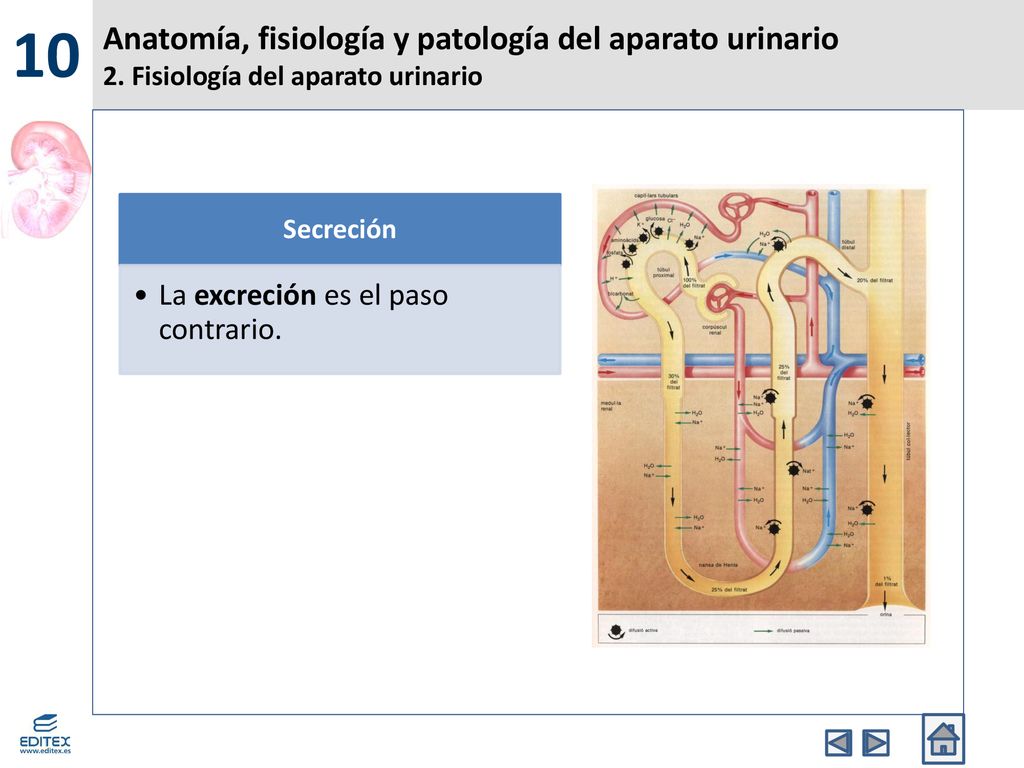 10 Anatomía, fisiología y patología del aparato urinario 2. Fisiología del aparato urinario. Secreción.