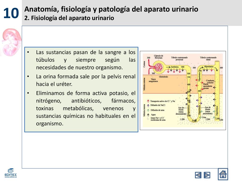 10 Anatomía, fisiología y patología del aparato urinario 2. Fisiología del aparato urinario.